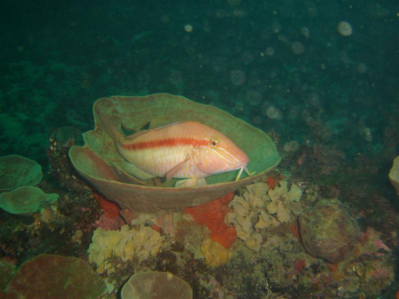 Parupeneus chrysopleuron